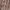 Castanho